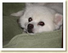 dawg7